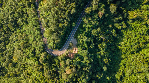 Aerial view of road amidst trees in forest