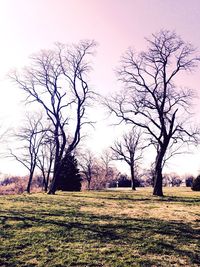 Bare trees on field