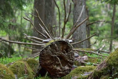 Close-up of dead tree on field in forest