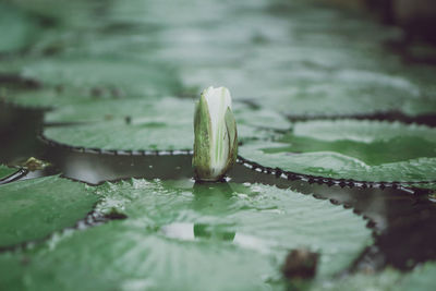 Close-up of wet leaves floating on lake