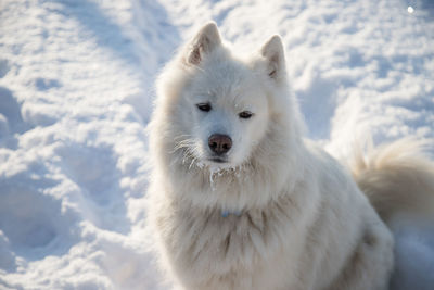 Close-up of a dog on snow