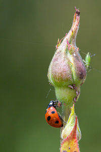 Close-up of ladybug on flower