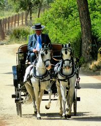 Horse cart in a row