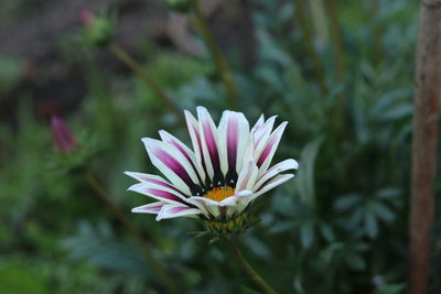 Close-up of purple flower