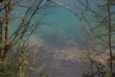 Bare trees against sky