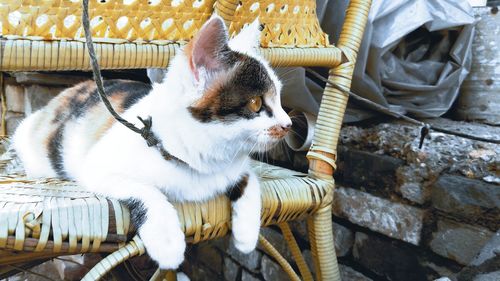 View of a cat looking away