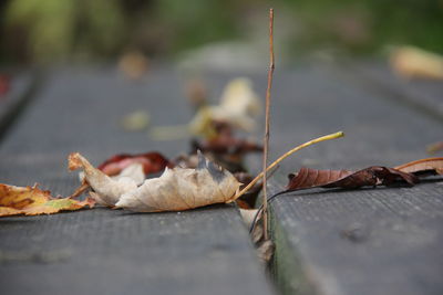 Close-up of dry maple leaves