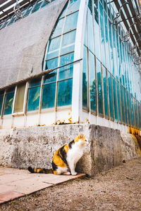 Side view of a cat looking through window