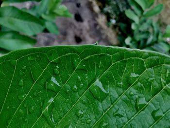 Close-up of raindrops on green leaves