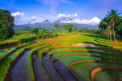 Scenic view of agricultural field against sky