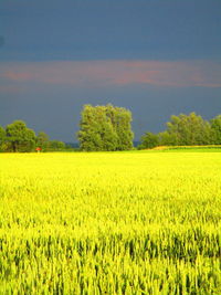 Scenic view of agricultural field against sky