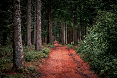 Dirt road amidst pine trees in forest