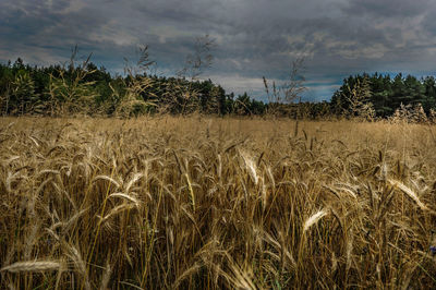 Scenic view of field against cloudy sky