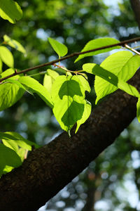 Close-up of fresh green leaves on branch