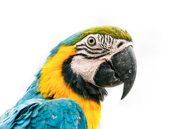 Close-up of parrot against white background