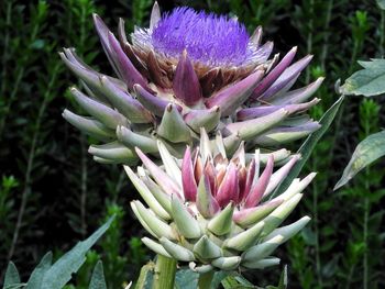 Close-up of purple thistle blooming outdoors