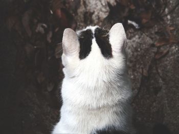 Close-up of a cat