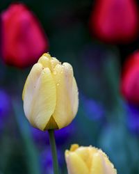 Close-up of purple tulip