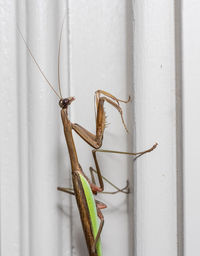 Close-up of insect on wall