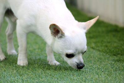 Close-up of a dog on field