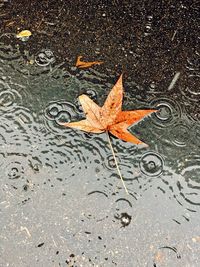 High angle view of maple leaf on wet road