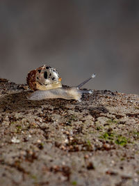 Close-up of lizard on land