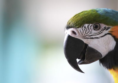 Close-up of macaw