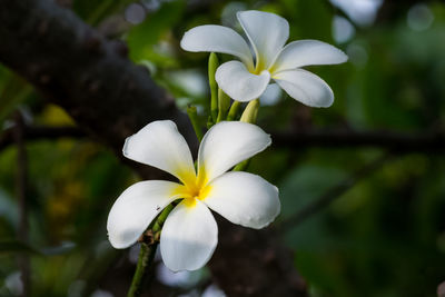 Close-up of white flowering plant