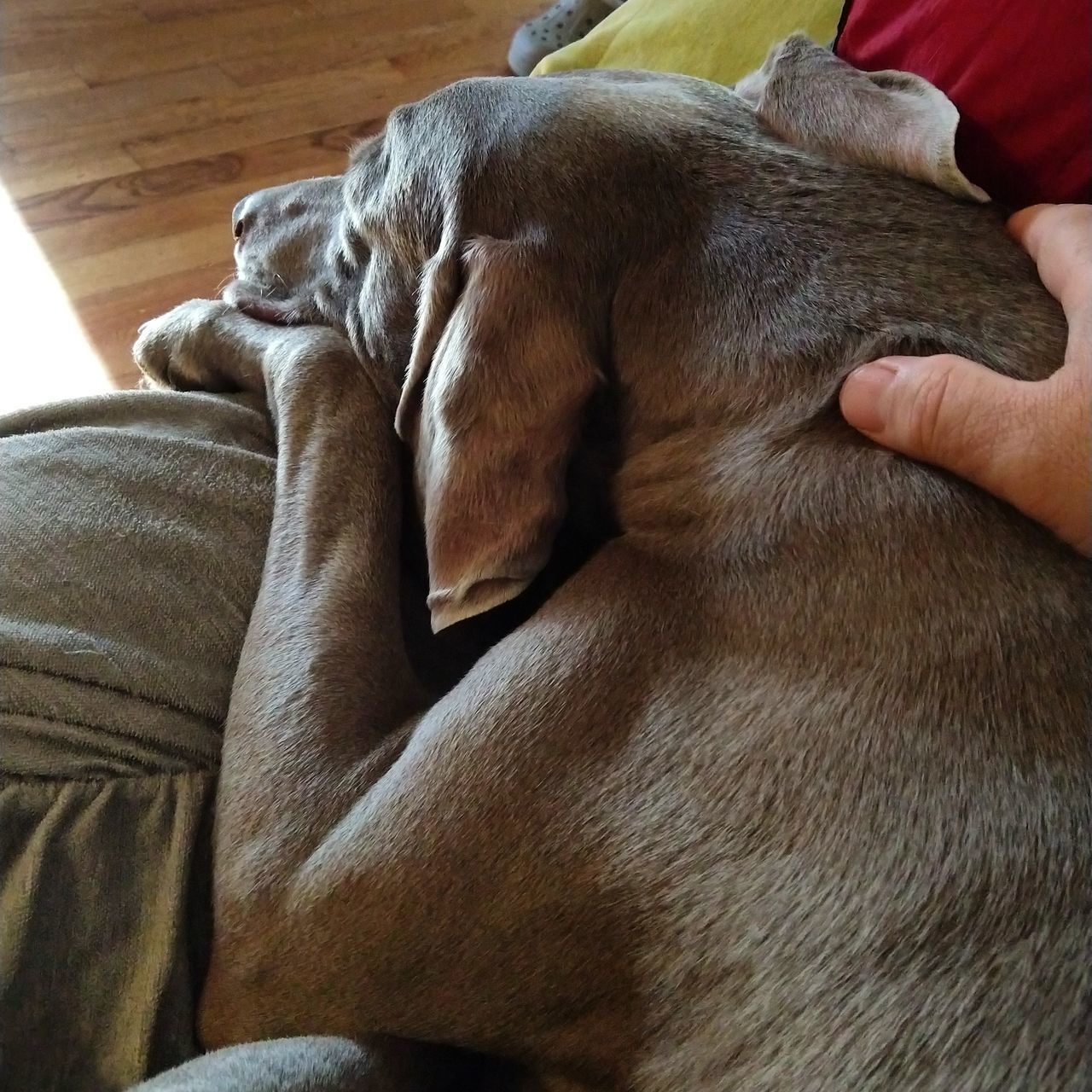 CLOSE-UP OF A DOG SLEEPING ON HAND