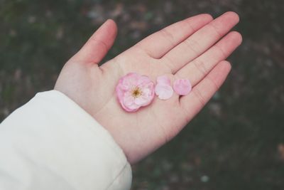 Close-up of hand holding flower