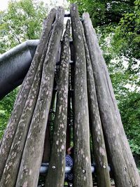 Low angle view of tree trunk against sky