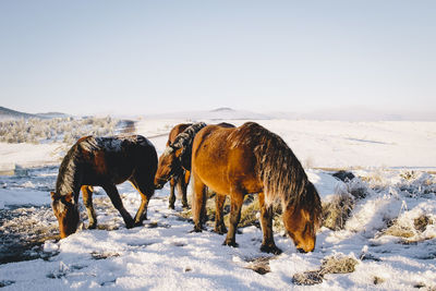 Horses grazing on snow covered field against sky