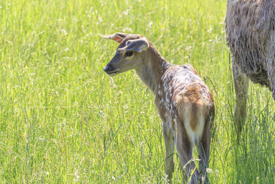 Close-up of deer on field