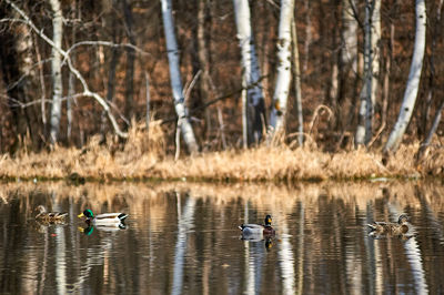 Ducks swimming in lake