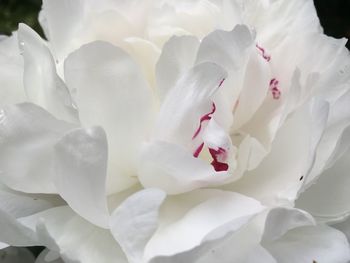 Close-up of white flowering plant