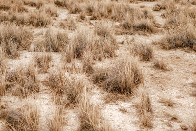 Full frame shot of dry grass on field