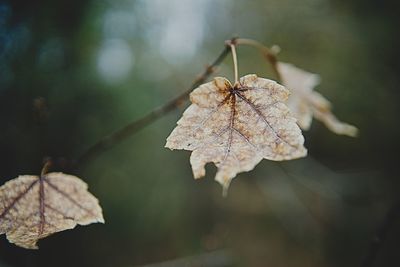 Close-up of dry leaves on tree