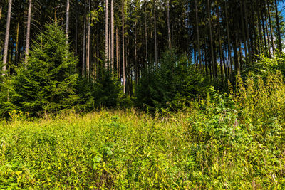 Pine trees in forest