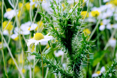 Close-up of flowers blooming outdoors