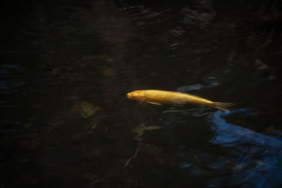 Close-up of fish swimming in sea