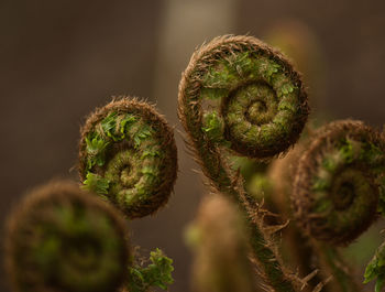 Close-up of fern growing outdoors