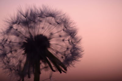 Close-up of dandelion against sky