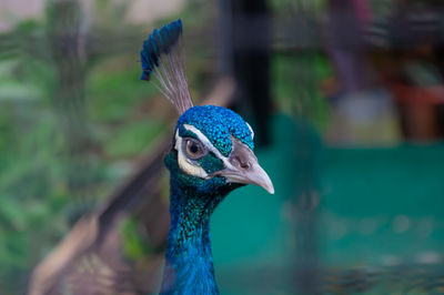 Close-up of a peacock