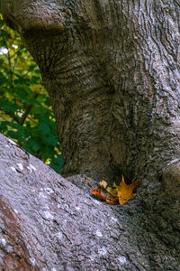 Close-up of elephant on tree trunk