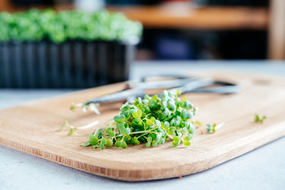 Freshly cut arugula microgreens sprouts on the chopping board in the kitchen