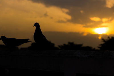 Silhouette bird perching on a sunset