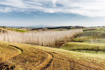 Scenic view of agricultural field against sky