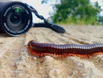 Close-up of insect on land