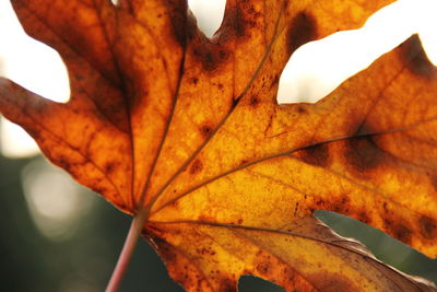 Close-up of dry leaves