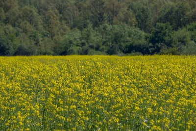 Scenic view of oilseed rape field